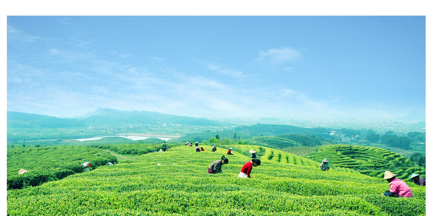 康師傅綠茶促銷員工制服設計成功案例