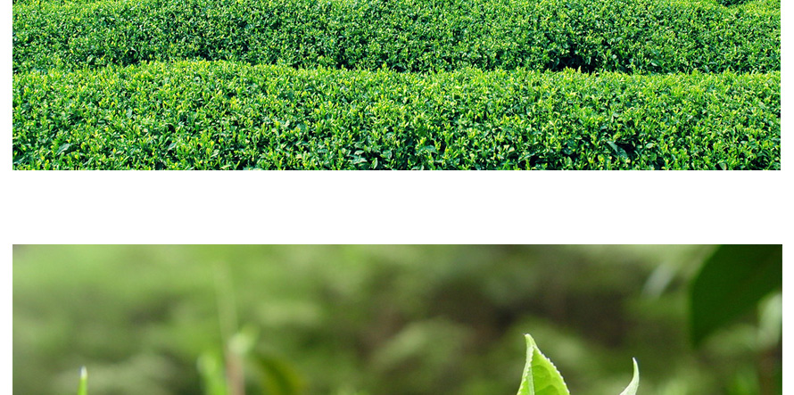 康師傅綠茶促銷員工制服設計成功案例