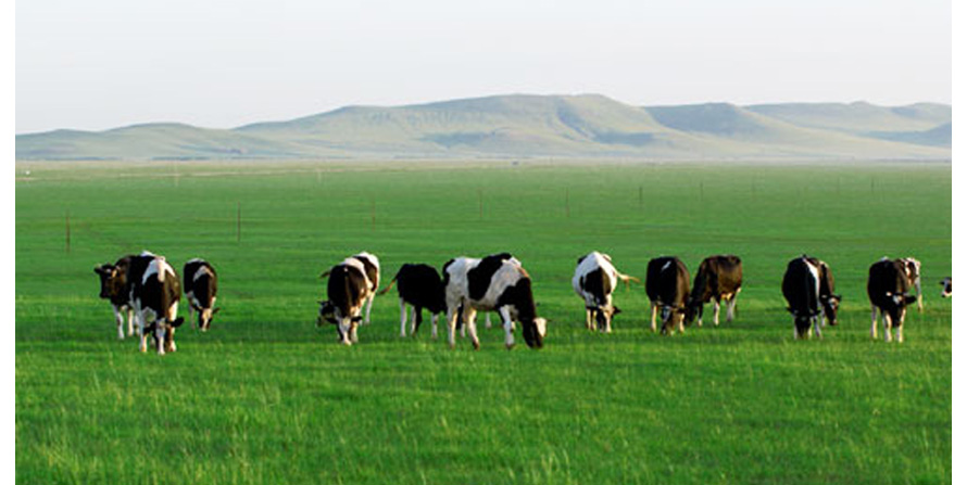 伊利工廠員工制服設計方案